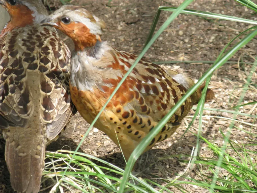 File:Bambusicola thoracicus1.jpg