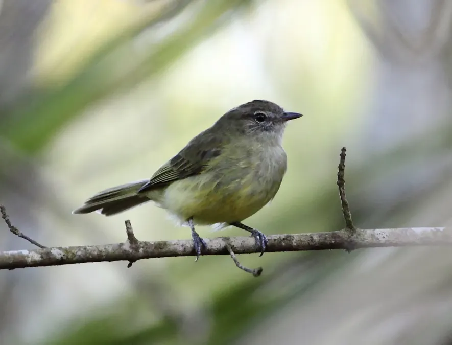 File:Myiopagis viridicata - Greenish elaenia.JPG