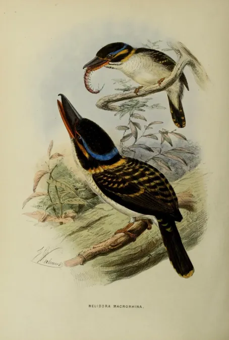 File:Melidora macrorrhina by John Gerrard Keulemans.jpg