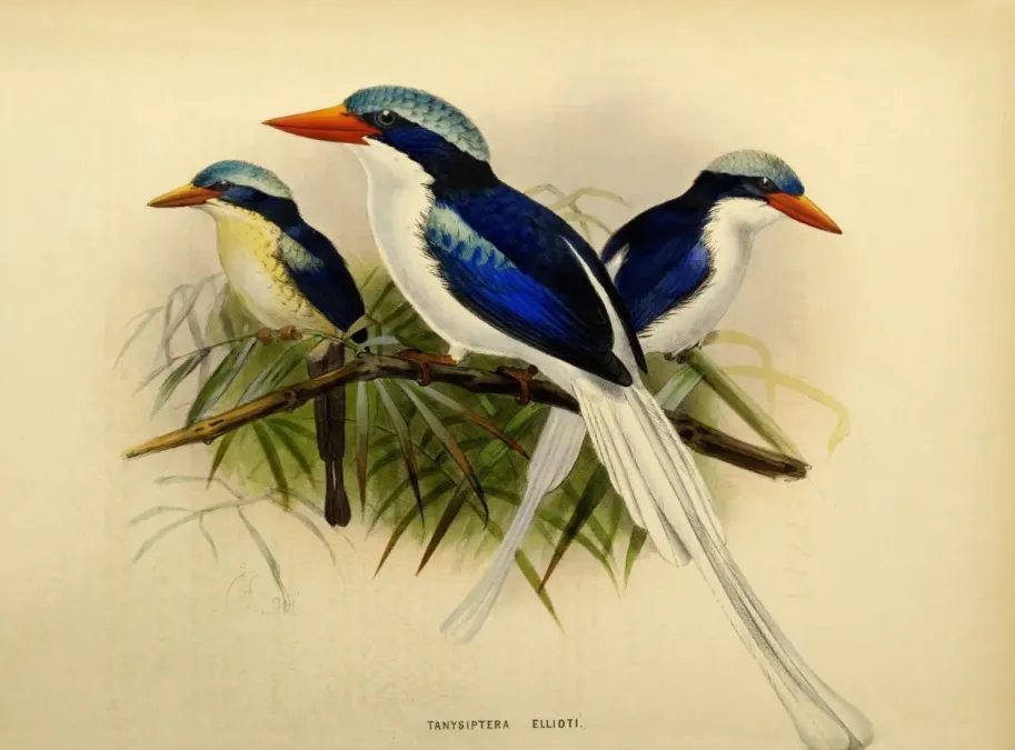File:Tanysiptera ellioti by John Gerrard Keulemans.jpg