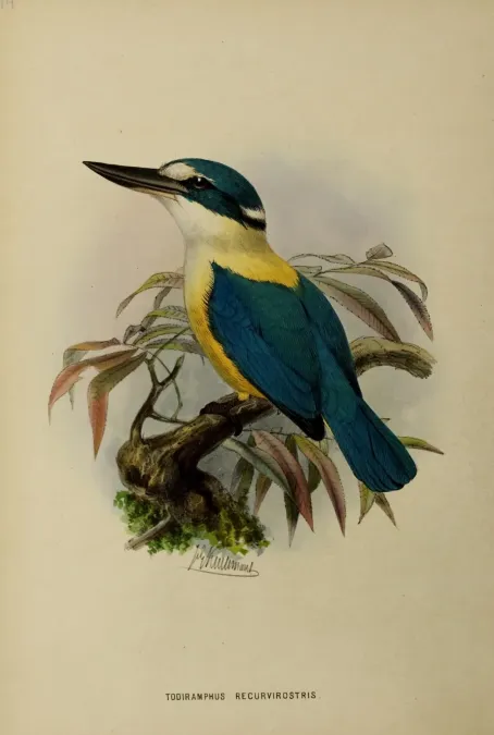 File:Todiramphus recurvirostris by John Gerrard Keulemans.jpg