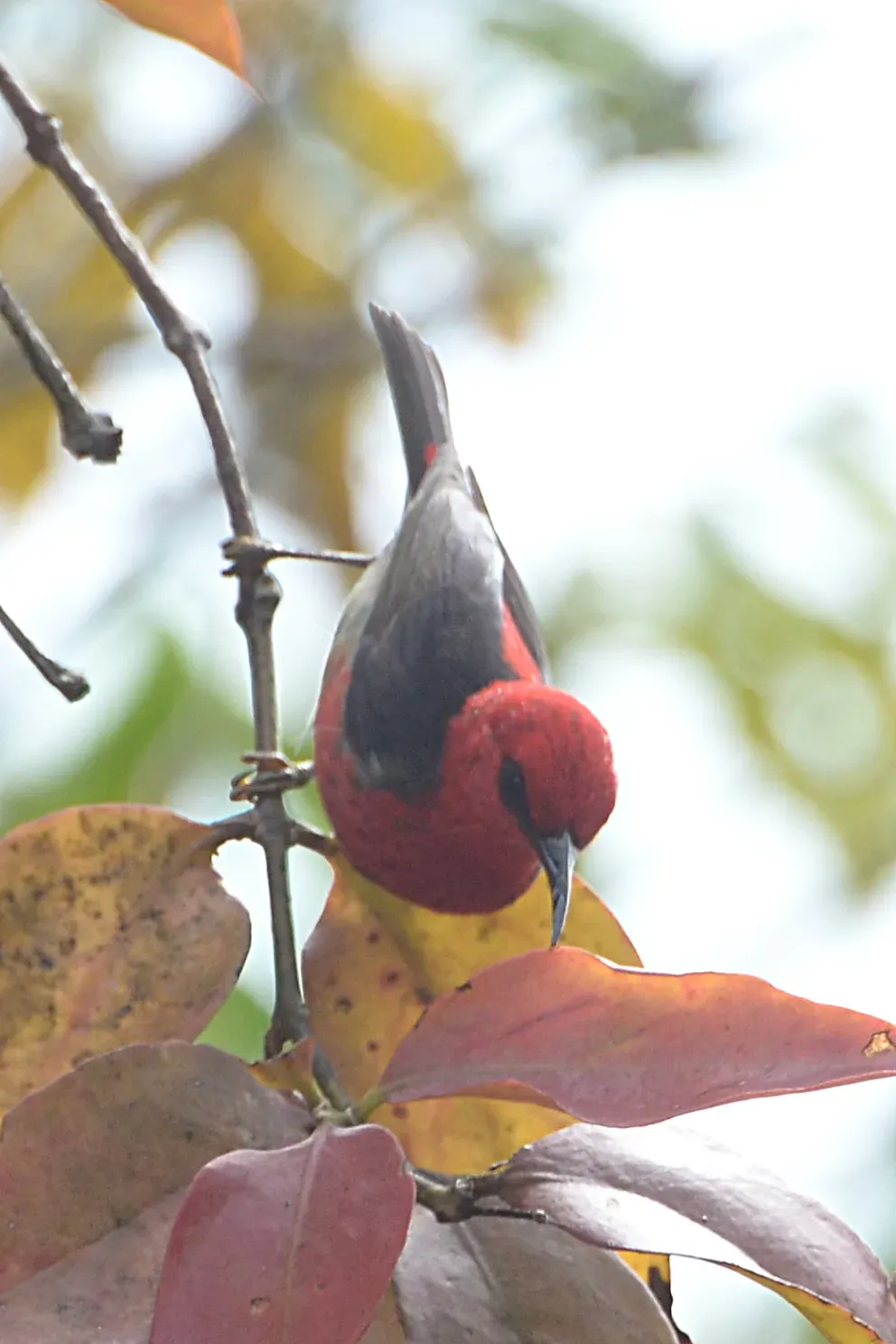File:Myzomela chloroptera - Mount Mahawu (1).JPG