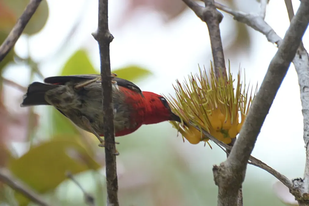 File:Myzomela chloroptera - Mount Mahawu (2).JPG
