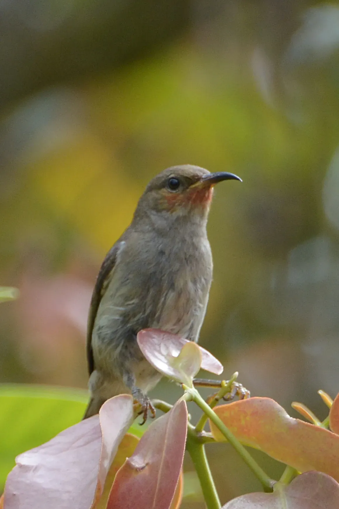 File:Myzomela chloroptera - Mount Mahawu (3).JPG