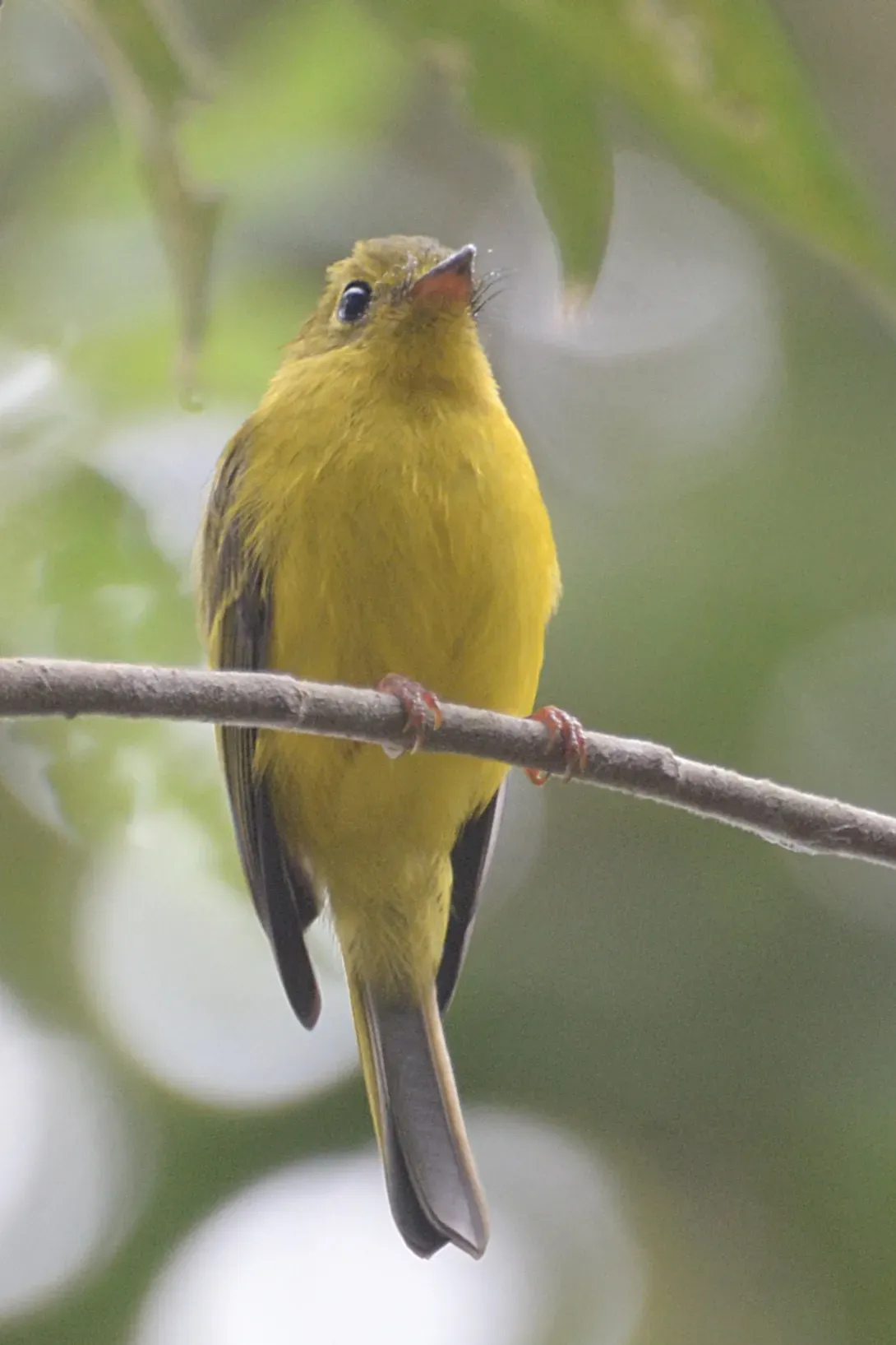File:Culicicapa helianthea - Mount Mahawu (1).JPG