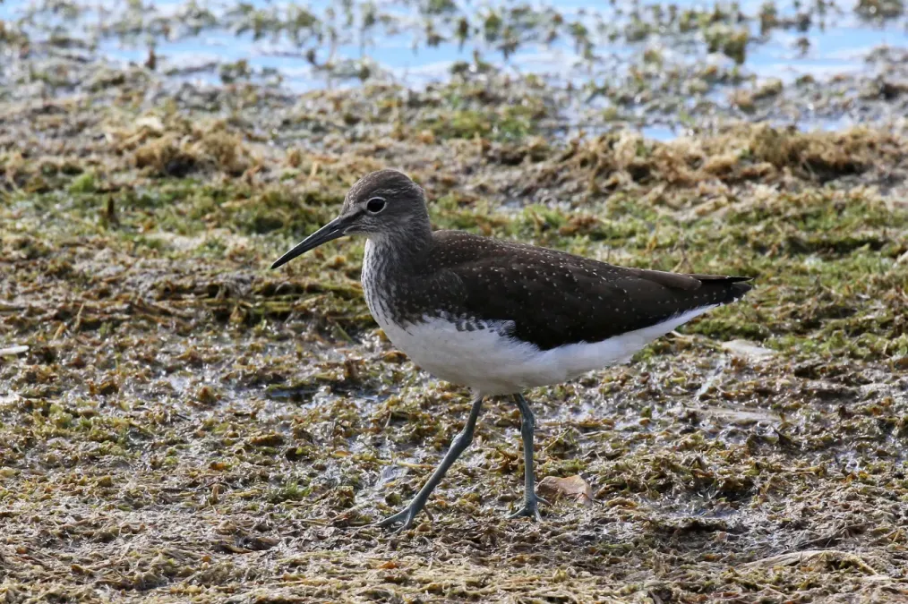 File:Green sandpiper (Tringa ochropus).jpg