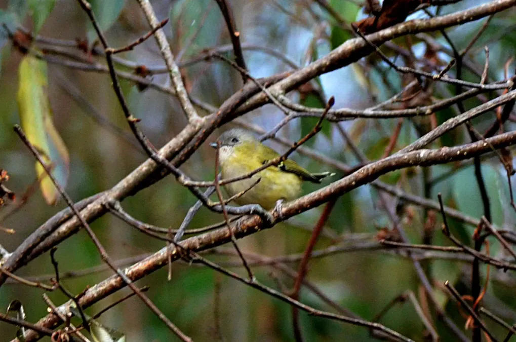 File:Pteruthius xanthochlorus - Green shrike-babbler.JPG