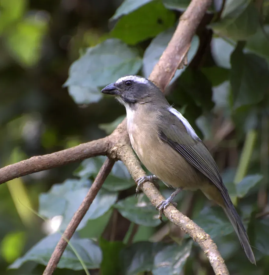 File:Saltator similis.jpg
