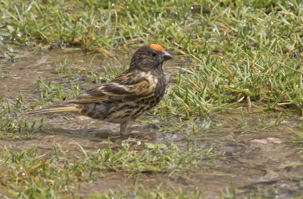 File:Serinus pusillus - Red-fronted serin 01.jpg