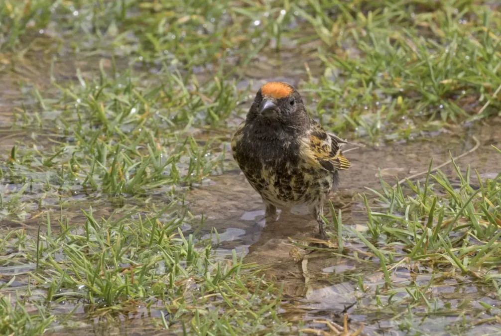 File:Serinus pusillus - Red-fronted serin 06.jpg