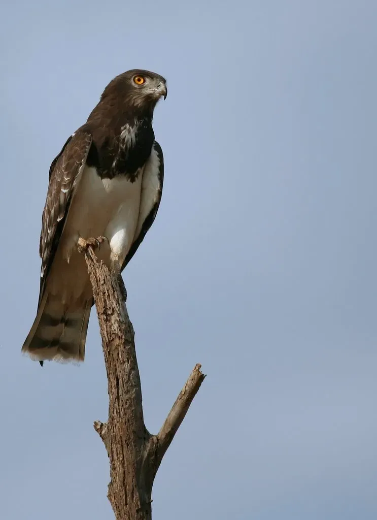 File:Circaetus pectoralis.jpg