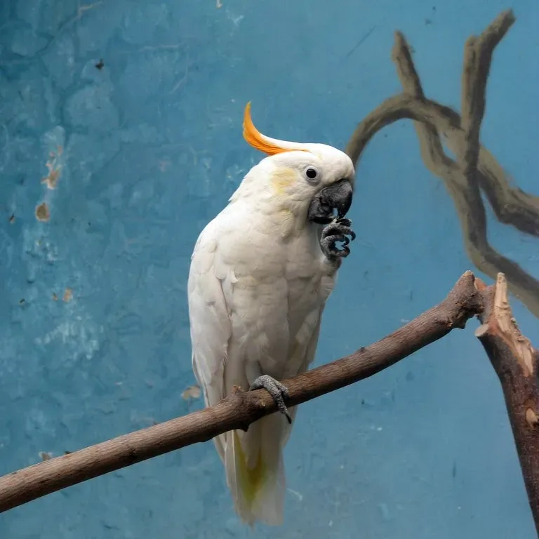 File:Citron-crested Cockatoo (Cacatua sulphurea citrinocristata) -Moscow Zoo.jpg