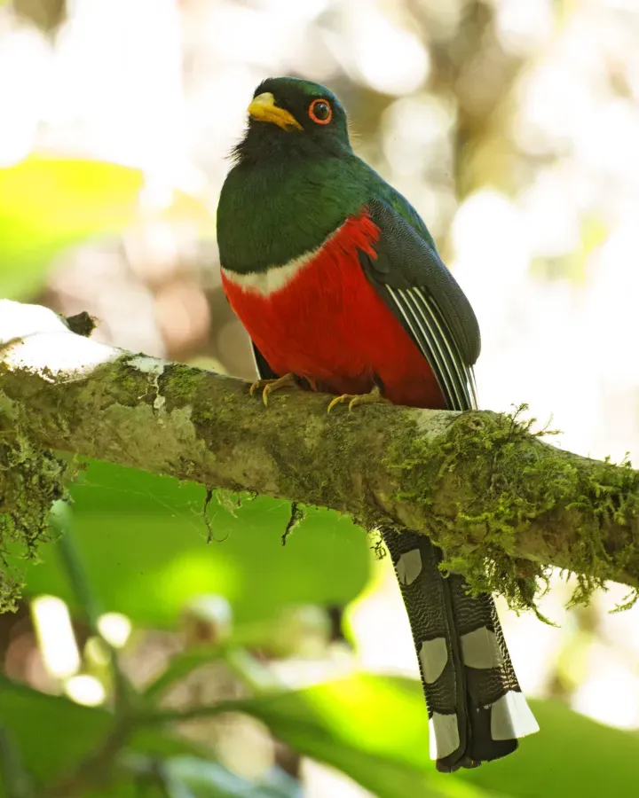 File:Masked Trogon (Trogon personatus) (20144038635).jpg