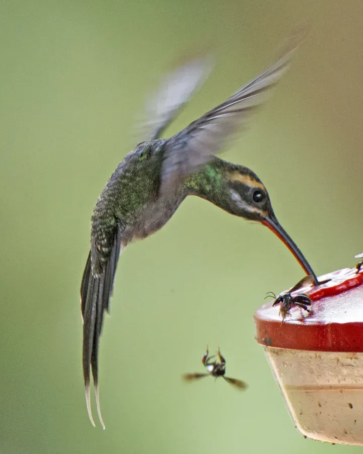 File:White-whiskered Hermit (Phaethornis yaruqui) (19840424759).jpg