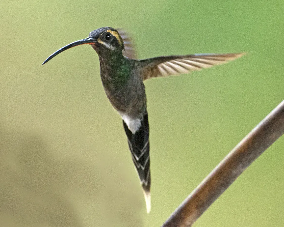 File:White-whiskered Hermit (Phaethornis yaruqui) (20032343561).jpg