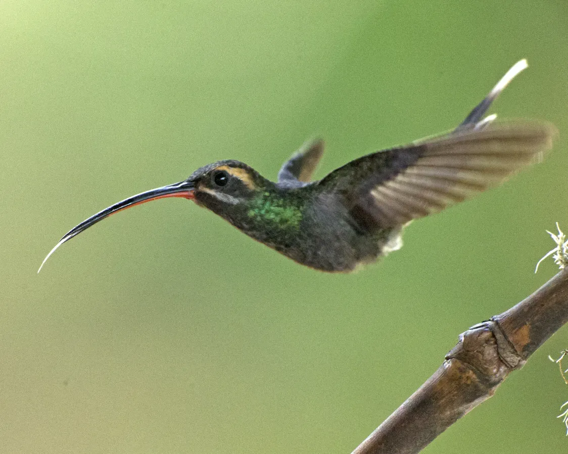 File:White-whiskered Hermit (Phaethornis yaruqui) (20027075835).jpg