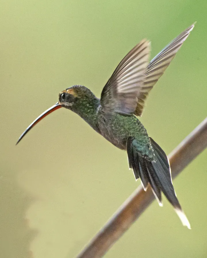 File:White-whiskered Hermit (Phaethornis yaruqui) (20019343042).jpg