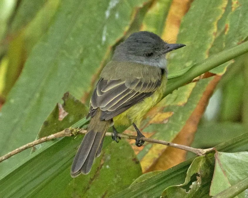 File:Sooty-crowned Flycatcher (Myiarchus phaeocephalus) (20027044745).jpg