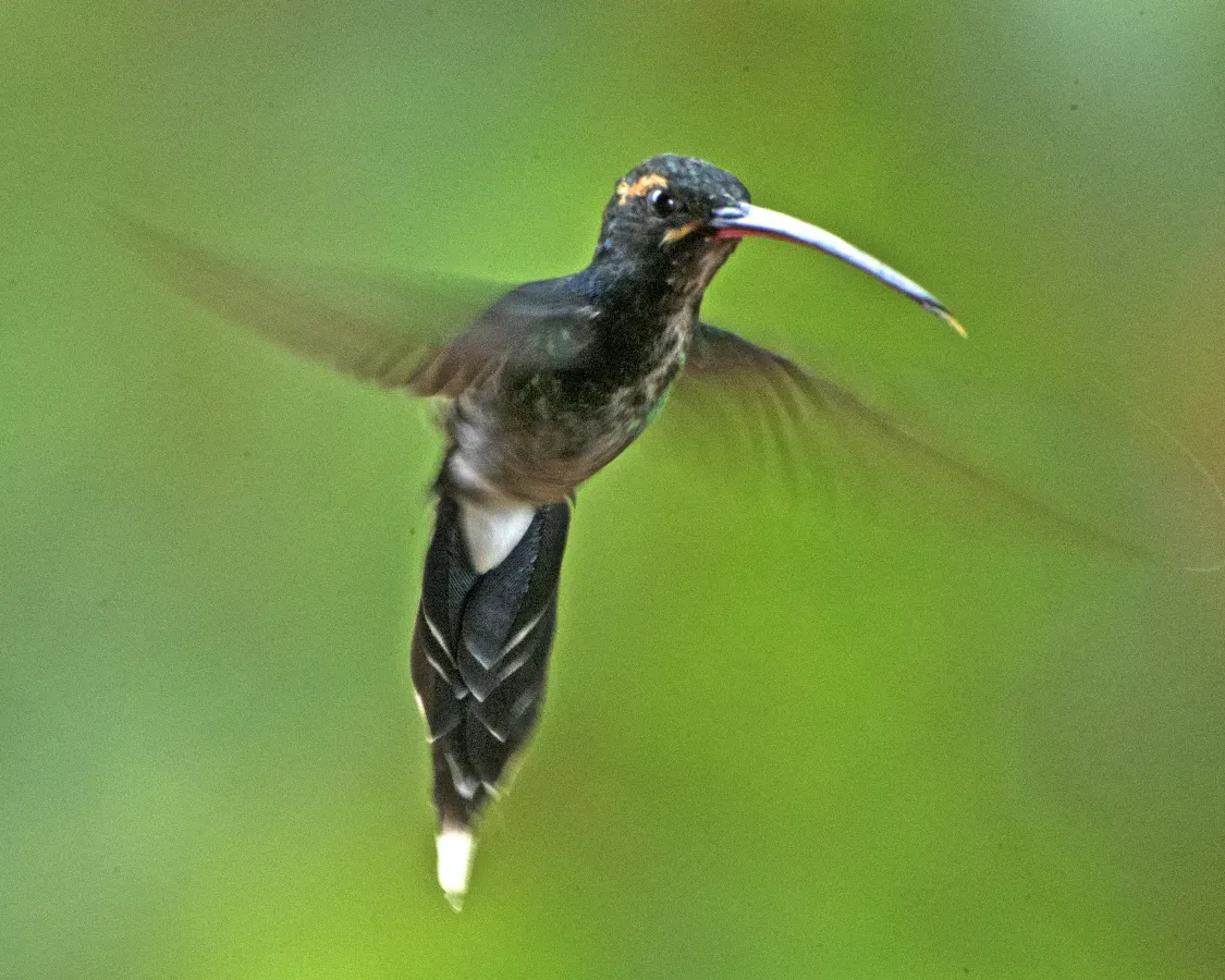 File:White-whiskered hermit (Phaethornis yaruqui) (19839047498).jpg