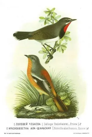 File:Phoenicurus alaschanicus Calliope pectoralis tschebaiewi.JPG