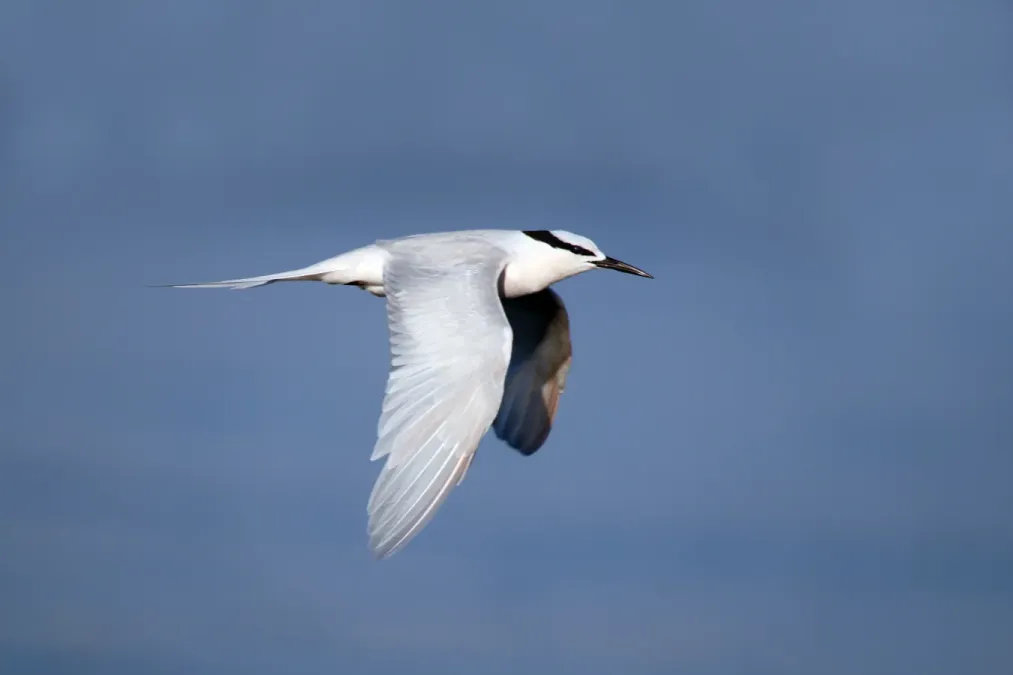 File:Black-naped tern (Sterna sumatrana) adult breeding plumage.jpg