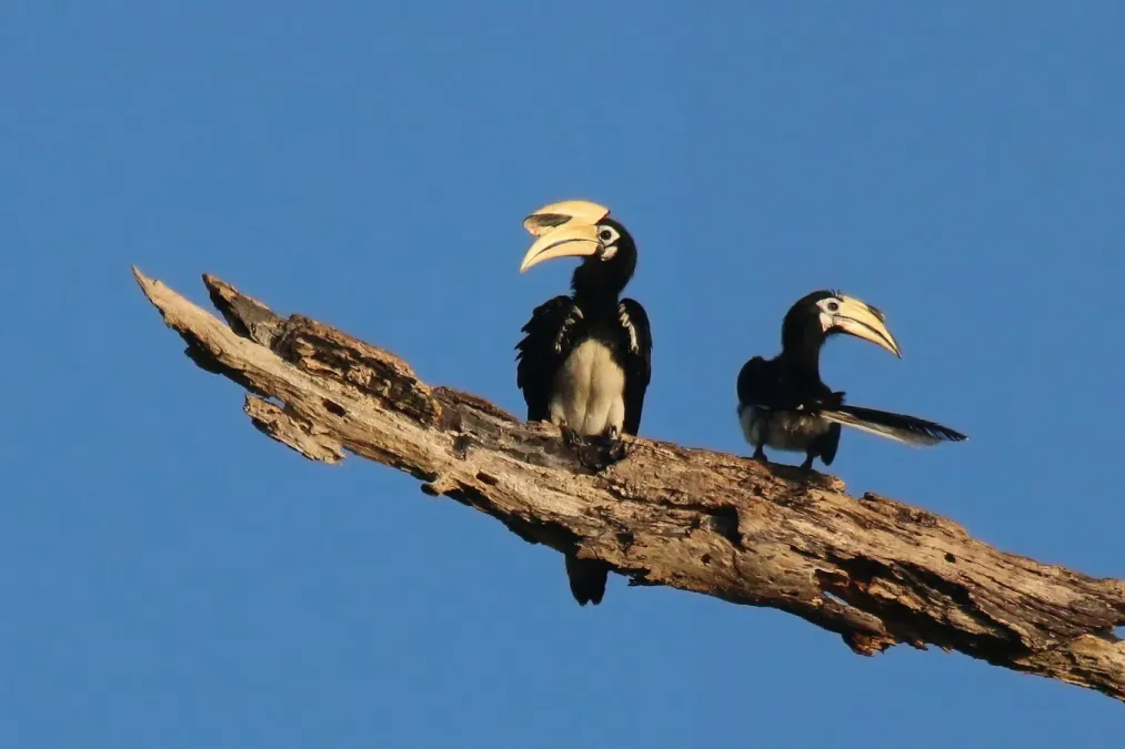 File:Oriental pied hornbill (Anthracoceros albirostris) male (l) female (r).jpg