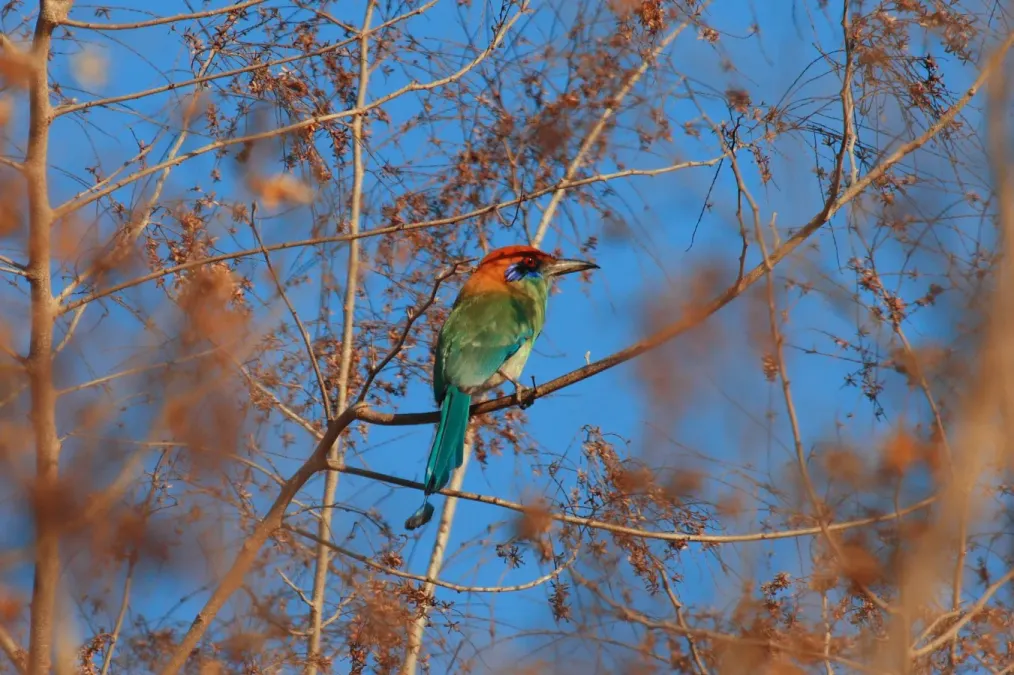 File:Momotus mexicanus.jpg