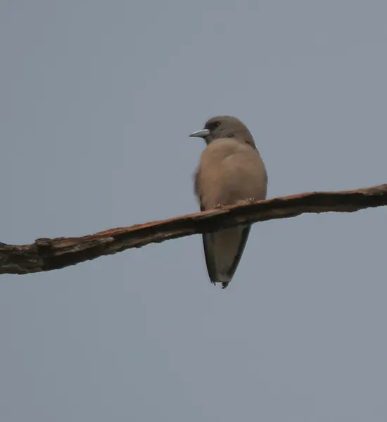 File:Ashy Woodswallow (Artamus fuscus) at Jayanti, Duars, West Bengal W IMG 5285.jpg