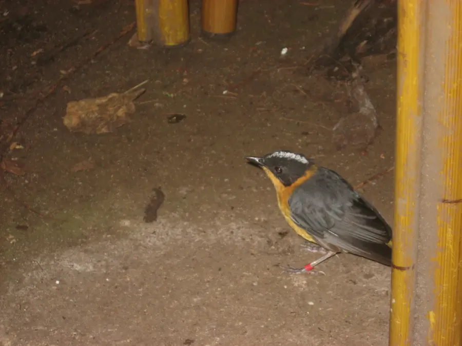File:Cossypha niveicapilla in Burgers' Zoo (Bush).JPG