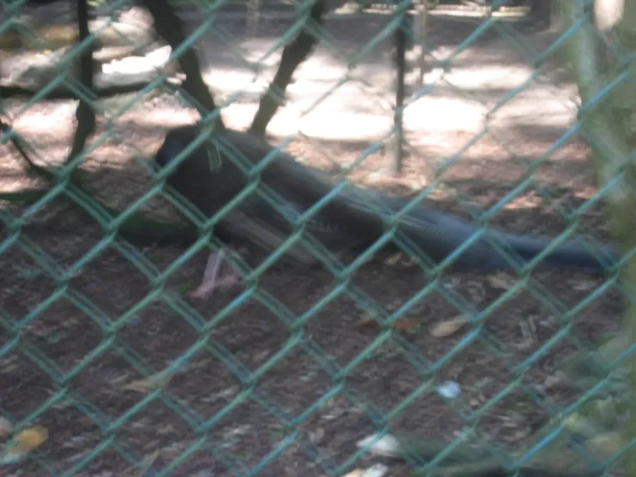 File:Argusianus argus in Burgers' Zoo (Park).JPG
