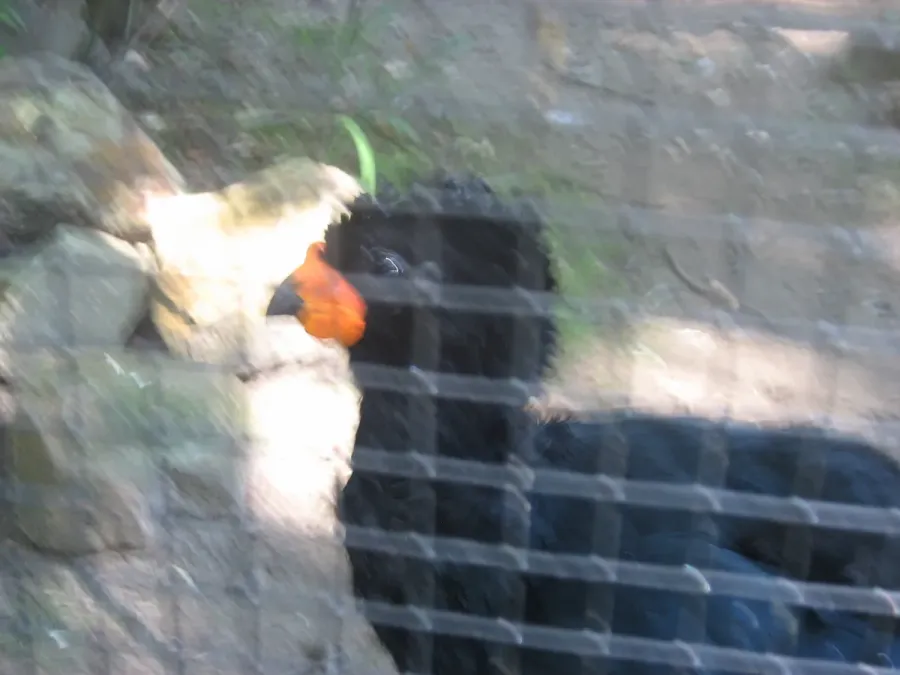 File:Crax blumenbachii in Burgers' Zoo (Park) (1).JPG