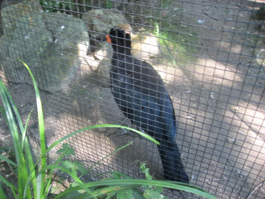 File:Crax blumenbachii in Burgers' Zoo (Park) (3).JPG