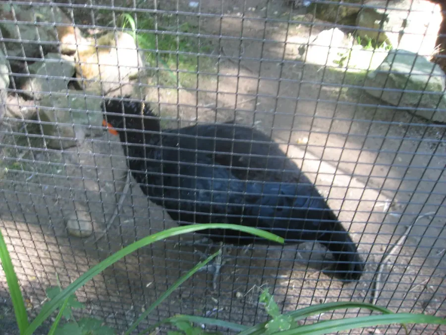 File:Crax blumenbachii in Burgers' Zoo (Park) (2).JPG