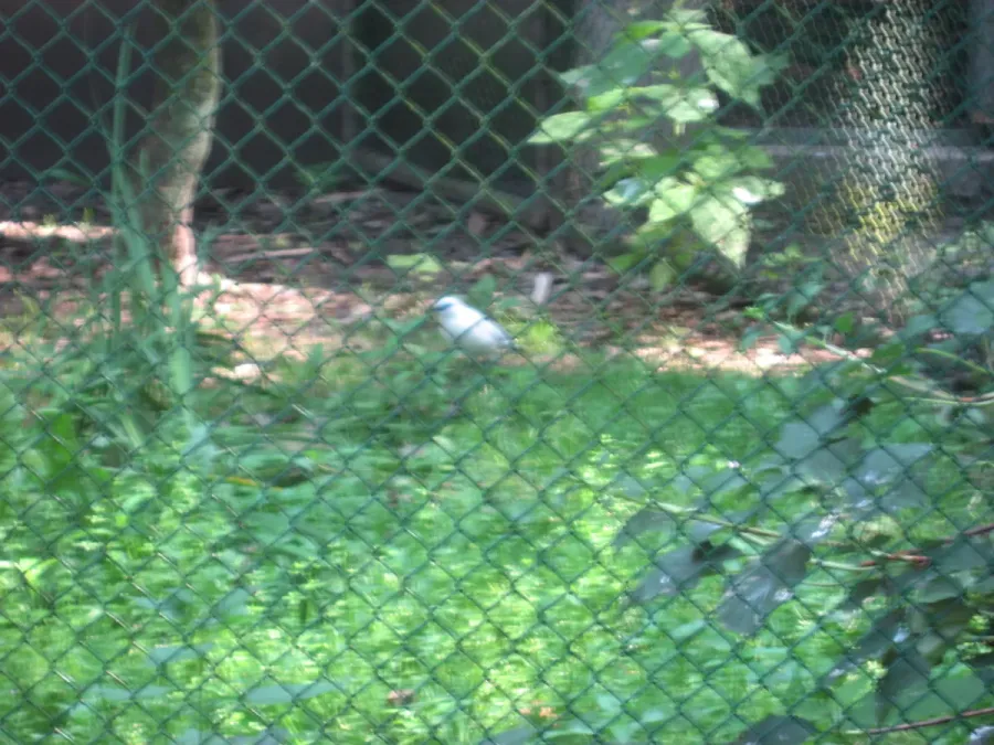 File:Leucopsar rothschildi in Burgers' Zoo (Park).JPG