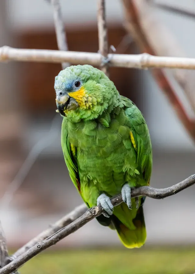 File:Loro guaro (Amazona amazonica), Quito, Ecuador, 2015-07-22, DD 180.jpg