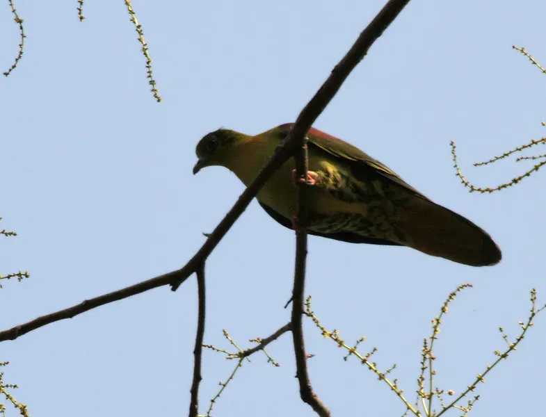 File:Thick-billed Green Pigeon (Treron curvirostra) at Jayanti, Duars, West Bengal W Picture 091.jpg