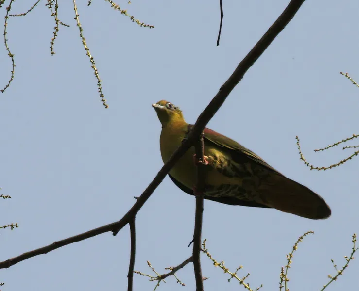 File:Thick-billed Green Pigeon (Treron curvirostra) at Jayanti, Duars, West Bengal W Picture 093.jpg