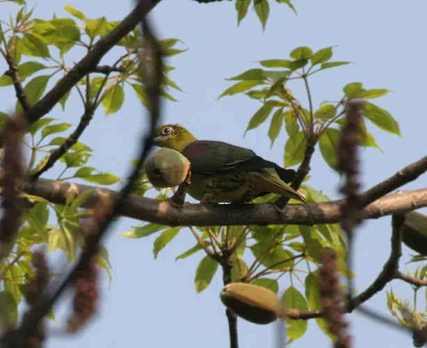 File:Thick-billed Green Pigeon (Treron curvirostra) at Jayanti, Duars, West Bengal W Picture 101.jpg