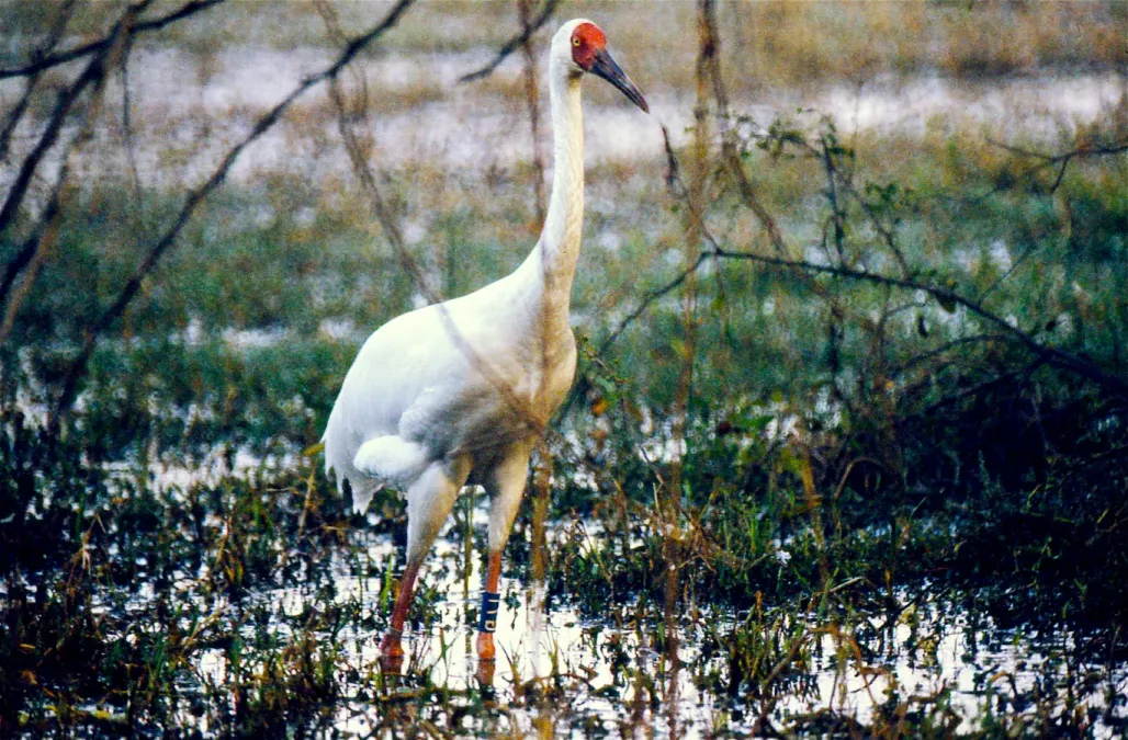 File:Siberian Crane (Grus leucogeranus) (20437405481).jpg