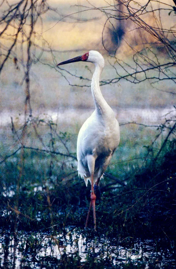 File:Siberian Crane (Grus leucogeranus) (20242861318).jpg