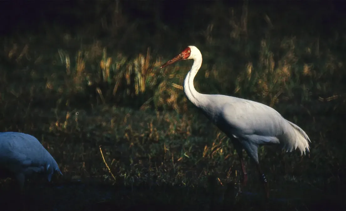 File:Siberian Cranes (Grus leucogeranus) (20245060709).jpg