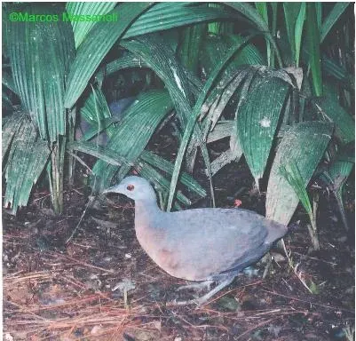 File:Crypturellus obsoletus2.JPG