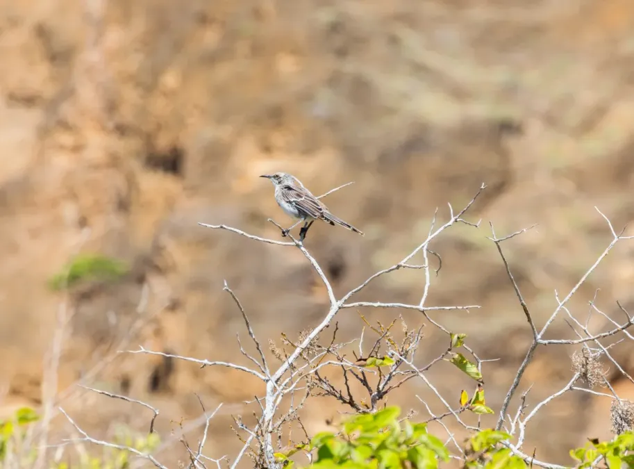 File:Sinsonte de San Cristóbal (Mimus melanotis), Punta Pitt, isla de San Cristóbal, islas Galápagos, Ecuador, 2015-07-24, DD 70.jpg