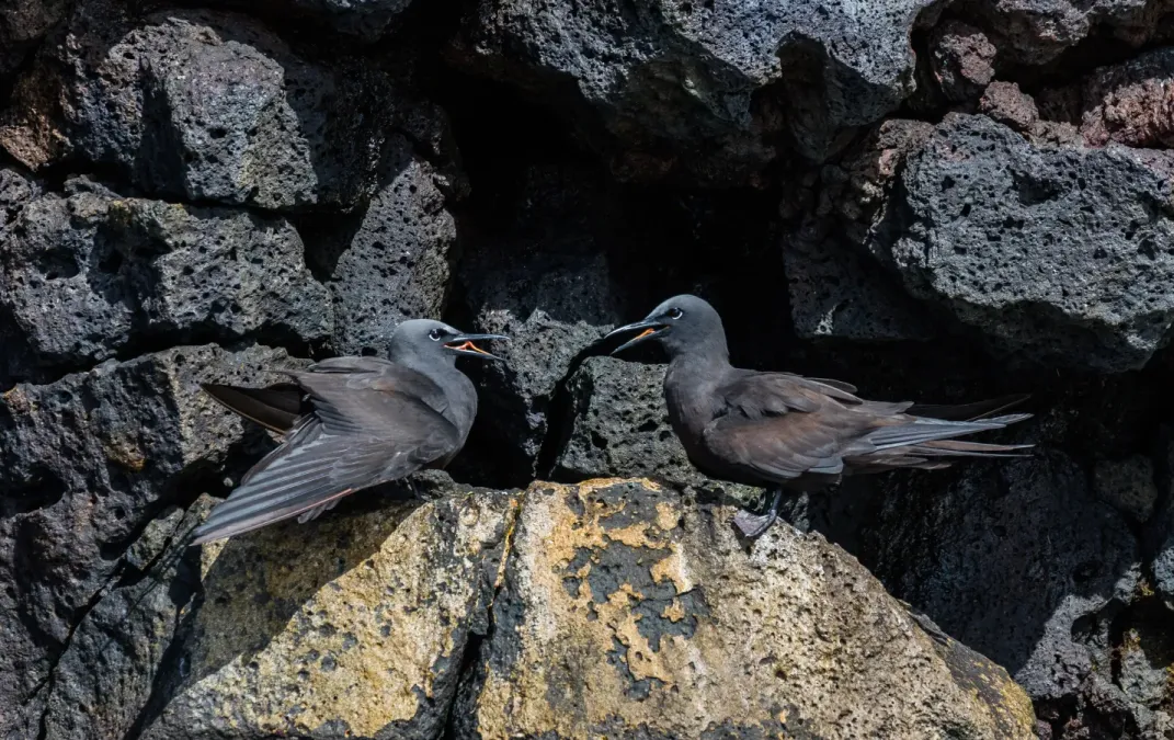 File:Anous stolidus galapagensis, isla Santa Cruz, islas Galápagos, Ecuador, 2015-07-26, DD 44.jpg