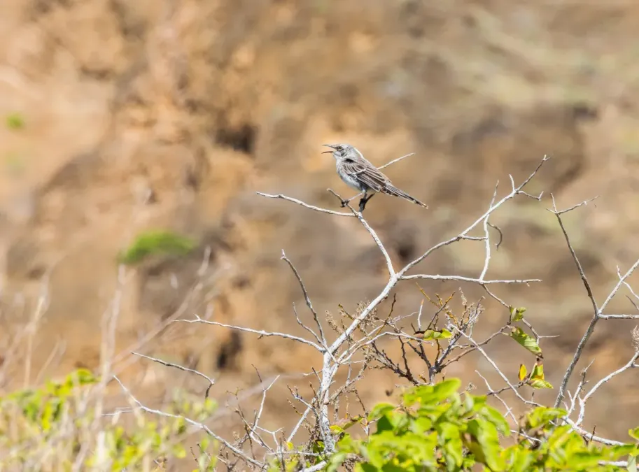 File:Cucuve de Galápagos (Mimus parvulus), Punta Pitt, isla de San Cristóbal, islas Galápagos, Ecuador, 2015-07-24, DD 71.JPG