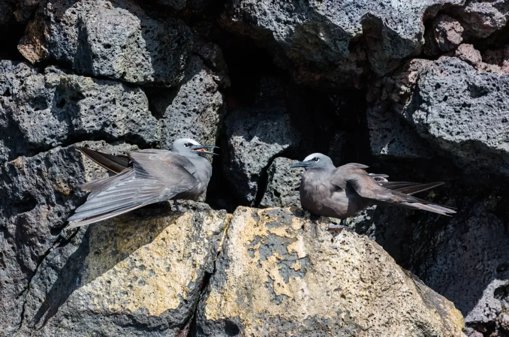 File:Anous stolidus galapagensis, isla Santa Cruz, islas Galápagos, Ecuador, 2015-07-26, DD 41.jpg