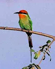 File:Merops boehmi (atamari) crop.jpg