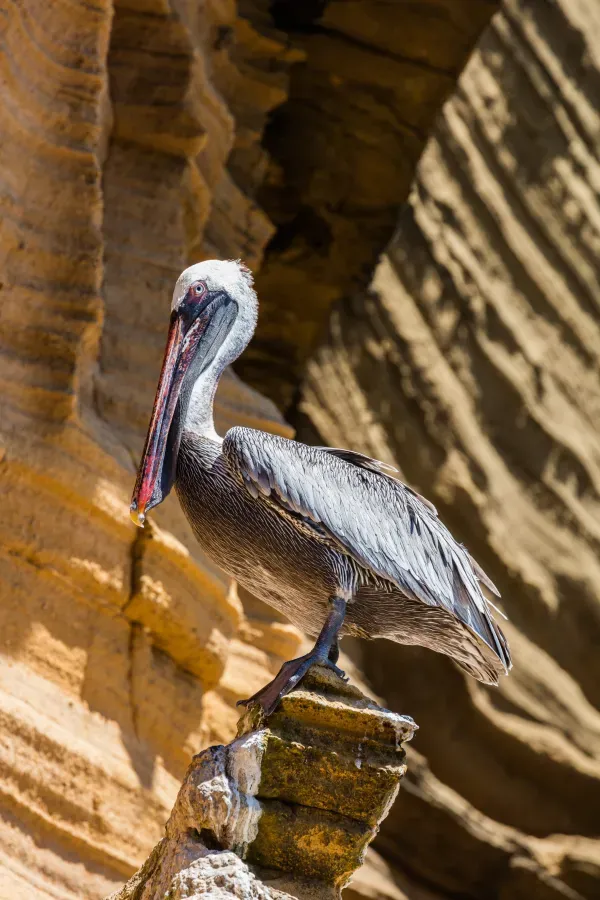 File:Pelícano pardo de las Galápagos (Pelecanus occidentalis urinator), Punta Pitt, isla de San Cristóbal, islas Galápagos, Ecuador, 2015-07-24, DD 81.JPG