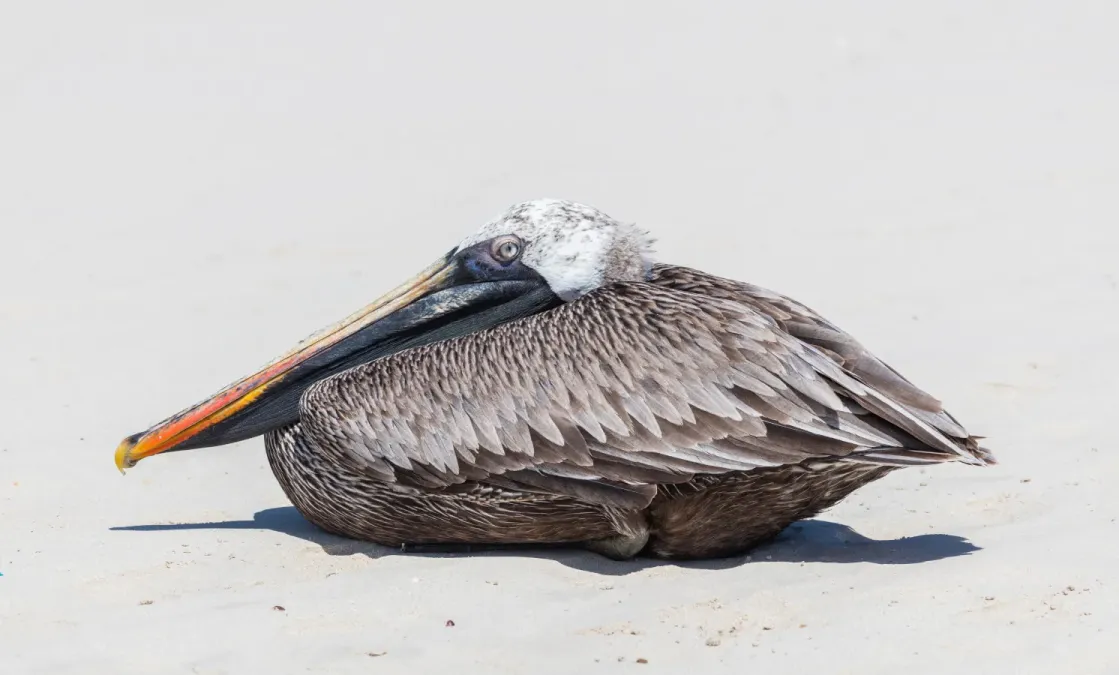 File:Pelícano pardo de las Galápagos (Pelecanus occidentalis urinator), Bahía Tortuga, isla Santa Cruz, islas Galápagos, Ecuador, 2015-07-26, DD 32.JPG