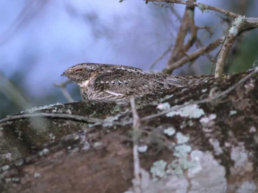 File:Chordeiles acutipennis.jpg